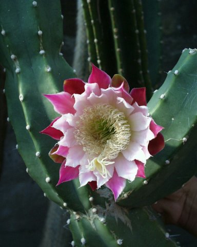 Cereus forbesii